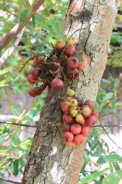 Red fig on the tree. Stock Photos