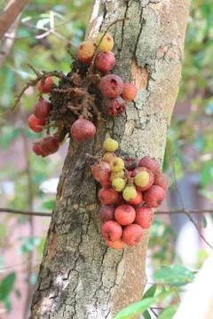 Red fig on the tree. Stock Photos