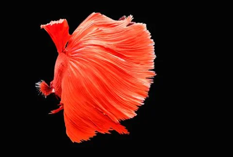 Red Fighter fish in black background in Thailand. Foto stock