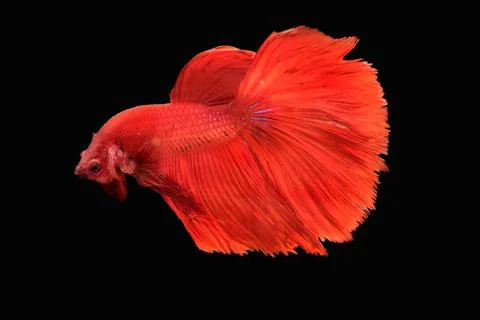 Red Fighter fish in black background in Thailand. Foto stock