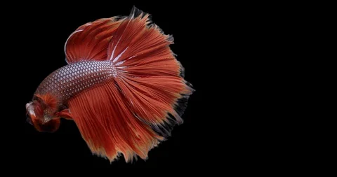 Red Fighting  Fish Betta splendens 스톡 동영상 125880115