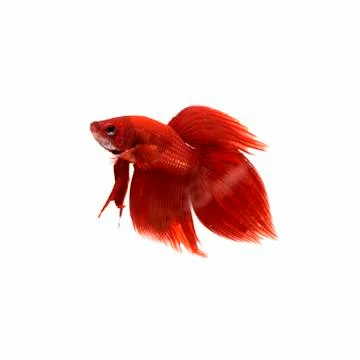 Red fighting fish Stock Photos