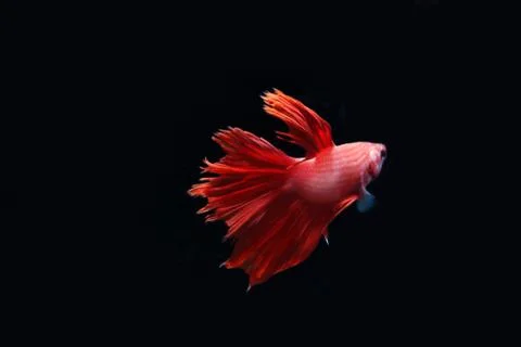Red fighting fish. Stock Photos