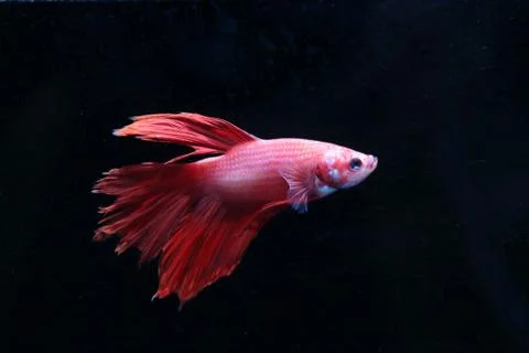 Red fighting fish. 스톡 사진
