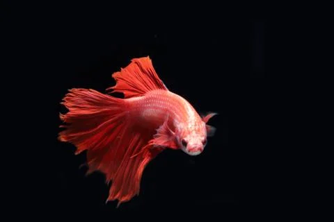 Red fighting fish. Stock-Fotos