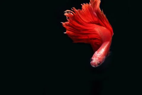 Red fighting fish. Foto stock