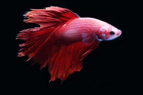 Red fighting fish. Stock Photos