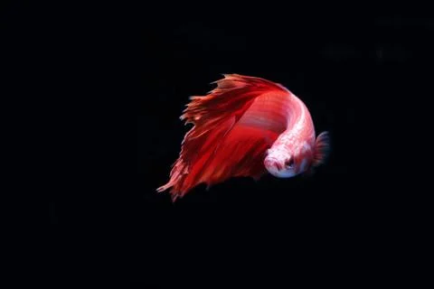 Red fighting fish. Foto stock