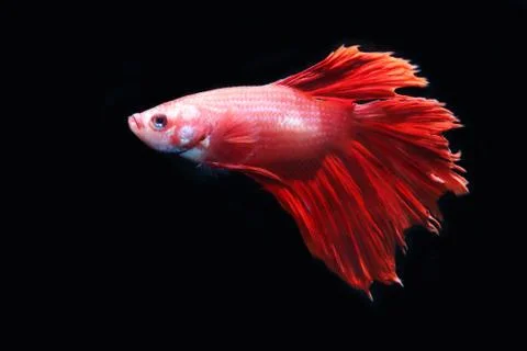 Red fighting fish. Stock Photos