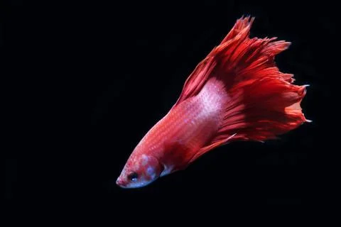 Red fighting fish. Stock Photos
