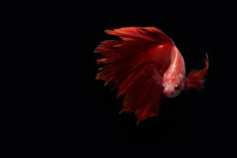 Red fighting fish. Foto stock