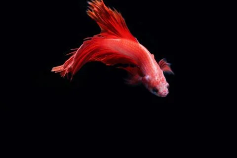 Red fighting fish. Stock Photos