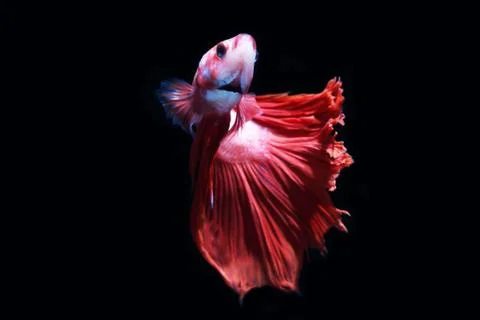 Red fighting fish. Stock Photos