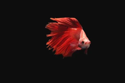 Red fighting fish. 스톡 사진