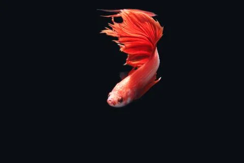 Red fighting fish. Stock Photos