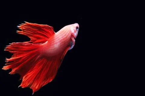 Red fighting fish. Stock-Fotos