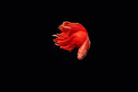 Red fighting fish. Stock-Fotos
