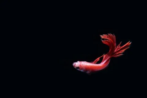 Red fighting fish. Stock Photos