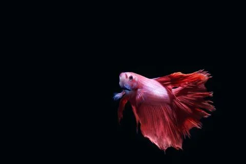 Red fighting fish. Stock-Fotos
