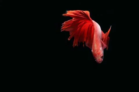 Red fighting fish. Foto stock