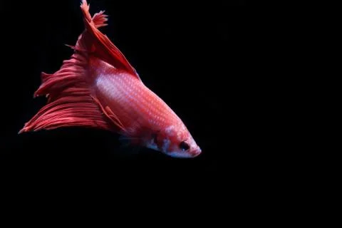 Red fighting fish. Stock-Fotos