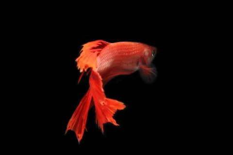 Red fighting fish. Foto stock