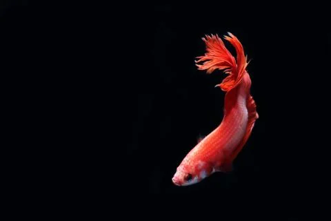 Red fighting fish. Stock Photos