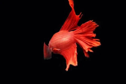 Red fighting fish. Fotos Stock