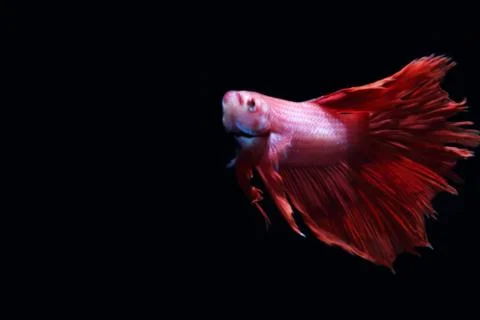 Red fighting fish. Stock Photos