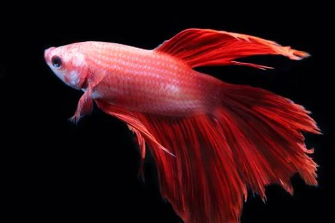 Red fighting fish. Stock Photos