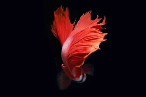 Red fighting fish. Stock Photos