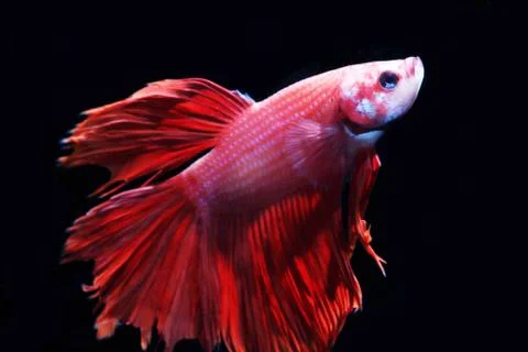 Red fighting fish. Stock-Fotos