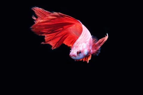 Red fighting fish. Stock Photos