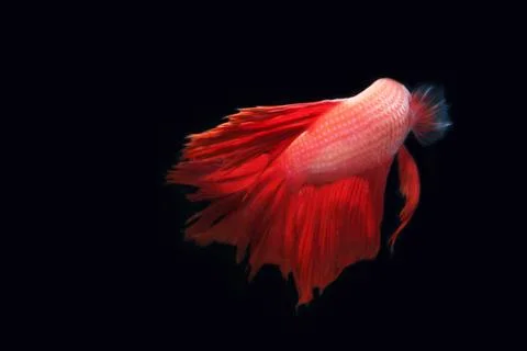 Red fighting fish. 스톡 사진
