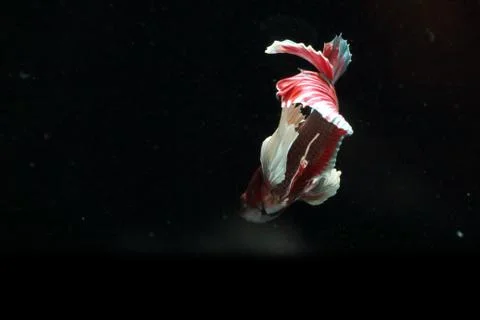 Red fighting fish. Stock Photos