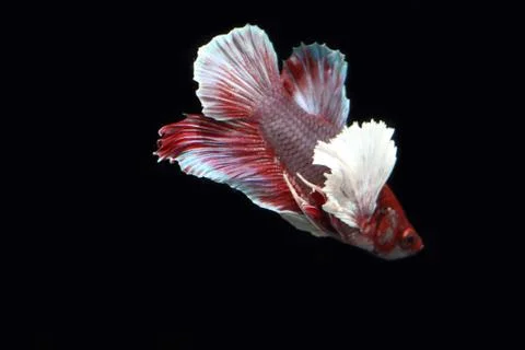 Red fighting fish. Fotos Stock