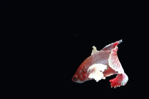 Red fighting fish. Stock Photos