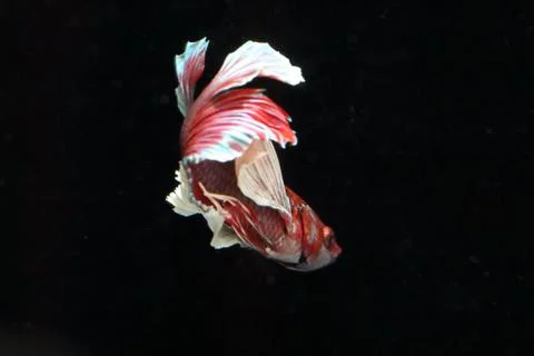 Red fighting fish. Stock Photos