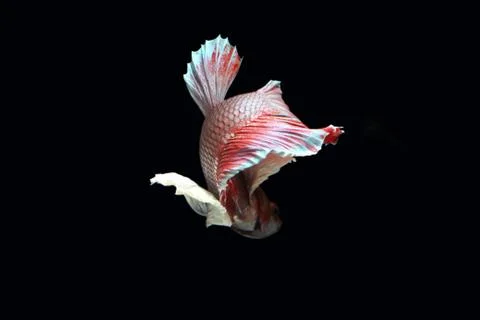 Red fighting fish. 스톡 사진