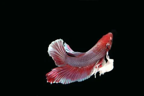 Red fighting fish. Stock Photos
