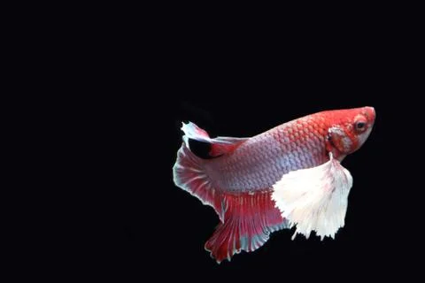 Red fighting fish. Stock Photos