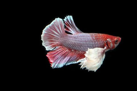 Red fighting fish. Stock-Fotos