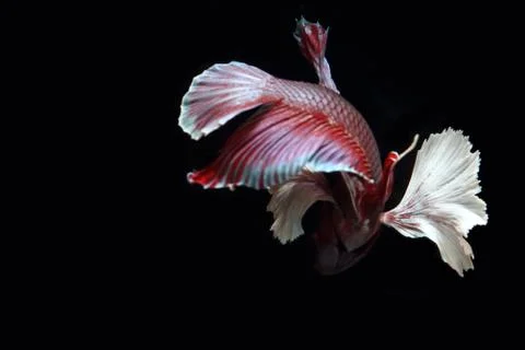 Red fighting fish. Stock Photos