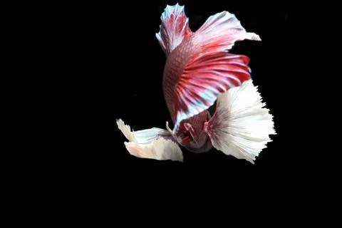 Red fighting fish. Stock Photos