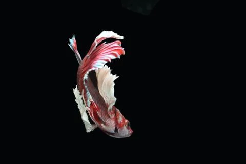 Red fighting fish. Stock Photos