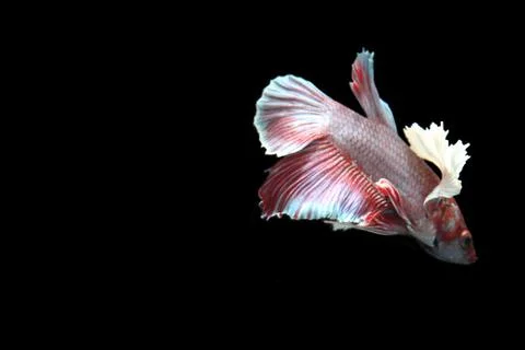 Red fighting fish. Фото