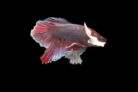 Red fighting fish. Stock Photos