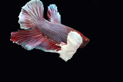 Red fighting fish. Stock Photos