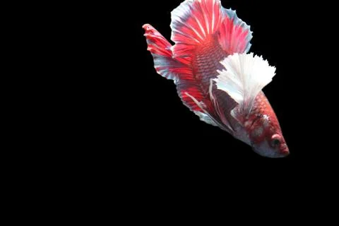 Red fighting fish. Stock Photos