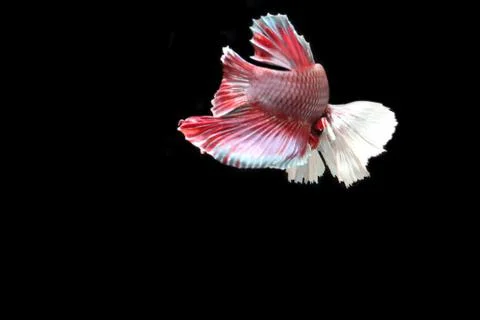 Red fighting fish. Stock-Fotos